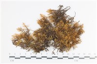 藏品(山羽蘚)的圖片