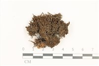 藏品(東亞鰓葉苔)的圖片