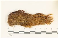 藏品(石生挺葉苔)的圖片