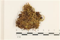 藏品(細裂瓣苔)的圖片