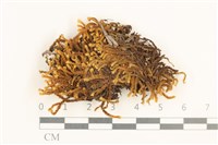 藏品(齒邊廣萼苔)的圖片