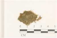 藏品(刺葉護蒴苔)的圖片