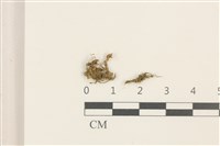 藏品(刺葉護蒴苔)的圖片