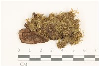 藏品(護蒴苔)的圖片