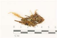 藏品(芽胞護蒴苔)的圖片