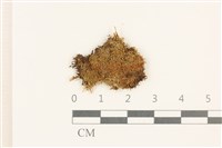 藏品(大萼苔)的圖片