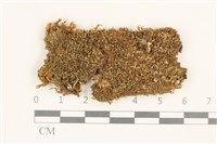 藏品(曲枝大萼苔)的圖片