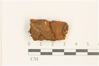 藏品(喙葉大萼苔)的圖片