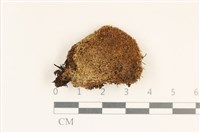 藏品(毛口大萼苔)的圖片