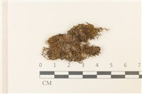 藏品(紅色擬大萼苔)的圖片