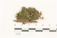 藏品(壺苞苔)的圖片