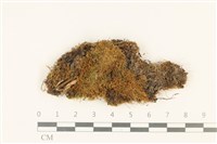 藏品(柳葉蘚)的圖片