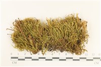 藏品(柳葉蘚)的圖片