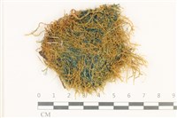 藏品(多姿柳葉蘚)的圖片