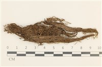 藏品(蔓枝濕原蘚)的圖片