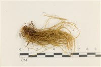 藏品(草黃濕原蘚)的圖片