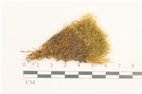 藏品(黃葉細濕蘚)的圖片