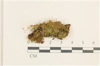 藏品(稀齒細濕蘚)的圖片