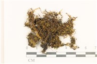 藏品(偏葉蘚)的圖片