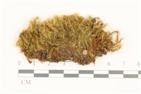 藏品(直葉珠蘚)的圖片