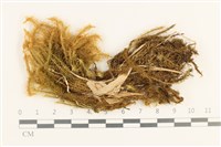 藏品(雲南熱澤蘚)的圖片