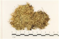 藏品(白青蘚)的圖片