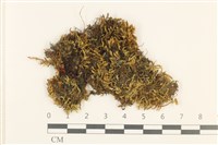 藏品(白青蘚)的圖片