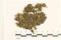 藏品(細枝青蘚)的圖片