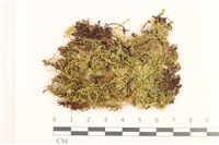 藏品(細枝青蘚)的圖片