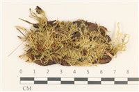 藏品(細枝青蘚)的圖片