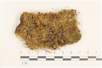 藏品(羽枝青蘚)的圖片