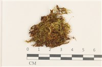 藏品(羽枝青蘚)的圖片