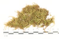 藏品(長肋青蘚)的圖片