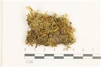 藏品(長肋青蘚)的圖片