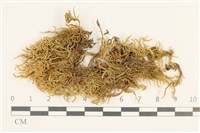 藏品(仰葉青蘚)的圖片