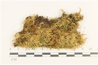 藏品(仰葉青蘚)的圖片