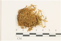 藏品(溪邊青蘚)的圖片