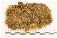 藏品(卵葉青蘚)的圖片