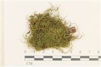 藏品(燕尾蘚)的圖片