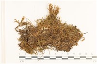 藏品(斜蒴蘚, 黃斜蒴蘚)的圖片