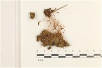 藏品(刺葉真蘚)的圖片