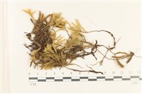 藏品(萬年蘚東亞亞種)的圖片