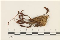 藏品(東亞昂氏蘚,東方昂氏蘚)的圖片