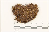 藏品(黃曲柄蘚)的圖片