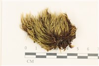 藏品(黃曲柄蘚)的圖片