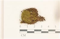 藏品(闊葉曲柄蘚)的圖片