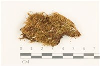 藏品(碎米蘚)的圖片