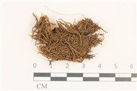 藏品(鈍葉美葉蘚)的圖片