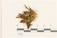 藏品(鋸齒紅葉蘚)的圖片