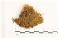 藏品(小穗蘚)的圖片